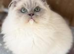 Pancake - Ragdoll Kitten For Sale - 