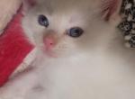 Yuki - Balinese Kitten For Sale - 