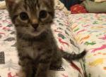 Karina - Domestic Kitten For Sale - 