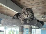 DUCHESS - Scottish Fold Cat For Sale/Retired Breeding - Brisbane&comma; CA&comma; US