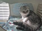 CHARLIE - Scottish Fold Kitten For Sale - 