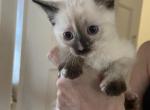 A Gorgeous lil Calico - Balinese Kitten For Sale - Worcester&comma; MA&comma; US