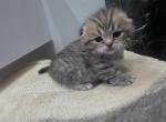 Mabel - Scottish Fold Kitten For Sale - 