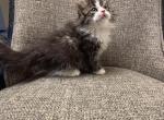 Boy Siberian Purebred Black Brown Tabby with Whit - Siberian Kitten For Sale - Old Bridge&comma; NJ&comma; US