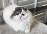 Y E L E N A - Scottish Fold Cat For Sale - 