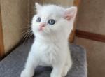 Fluffy - Scottish Straight Kitten For Sale - Manhattan&comma; NY&comma; US