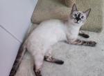 Pearl snow lynx bengal available - Bengal Cat For Sale - FL&comma; US