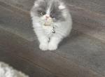 Wasatch cattery - Persian Kitten For Sale - Lehi&comma; UT&comma; US