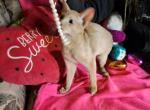 Fawn Fairytale Boy - Abyssinian Kitten For Sale - Plymouth&comma; WI&comma; US