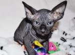 Nalas Litter - Sphynx Kitten For Sale - 