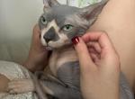 Stud Service - Sphynx Cat For Sale/Service - Miami&comma; FL&comma; US