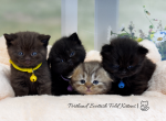 Portland Nusha Kittens - Scottish Straight Kitten For Sale - Portland&comma; OR&comma; US