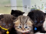 Portland Fold Kittens - Scottish Fold Kitten For Sale - Portland&comma; OR&comma; US