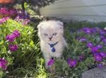 Portland Jasper Scottish Fold Kitten - Scottish Fold Kitten For Sale - Portland&comma; OR&comma; US