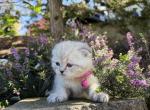 Portland June Scottish Fold Kitty - Scottish Fold Kitten For Sale - Portland&comma; OR&comma; US