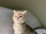 Scottish  Kitten - Scottish Straight Kitten For Sale - 