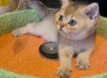 Casper - Scottish Straight Kitten For Sale - 