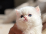 Mercys litter - Persian Kitten For Sale - Buffalo&comma; NY&comma; US