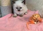 Bella - Ragdoll Kitten For Sale - Freeburg&comma; PA&comma; US