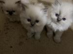 Persian Himalayan Litter Available - Persian Kitten For Sale - Bath&comma; PA&comma; US