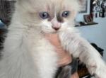 Minnie - Scottish Fold Cat For Sale - Roanoke&comma; VA&comma; US