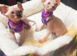 Sphynx elves - Sphynx Kitten For Sale - Brooklyn&comma; NY&comma; US