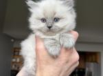 TimmyTime - Ragdoll Kitten For Sale - 