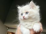 M & M litter - Ragdoll Kitten For Sale - Goodrich&comma; MI&comma; US