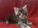 Breeder - Maine Coon Kitten For Sale - NY&comma; US