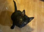 Caroline and Napoleon - Domestic Kitten For Sale - Chino&comma; CA&comma; US