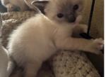 SNOWSHOE BANDIT MANX - Snowshoe Kitten For Sale