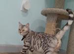 Storm and Simba's litter - Bengal Kitten For Sale - Tallahassee&comma; FL&comma; US