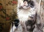 Ofi female 4  years old mainecoon - Maine Coon Cat For Sale - Lancaster&comma; PA&comma; US