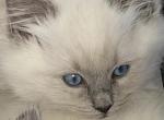 Kitten 2 - Ragdoll Kitten For Sale - Havre De Grace&comma; MD&comma; US