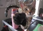 Churro - Domestic Cat For Adoption - Tallahassee&comma; FL&comma; US