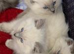 Blue's Dolls - Ragdoll Kitten For Sale - Havre De Grace&comma; MD&comma; US