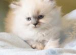 Anna - Himalayan Kitten For Sale - Glenwood&comma; NJ&comma; US
