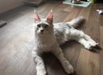 Hermes - Maine Coon Kitten For Sale - 