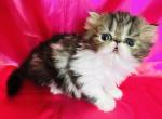 Locky1 - Persian Kitten For Sale - Philadelphia&comma; PA&comma; US