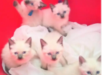Siamese - Siamese Kitten For Sale - New Orleans&comma; LA&comma; US
