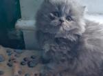 Persian Rags - Persian Kitten For Sale - New Orleans&comma; LA&comma; US