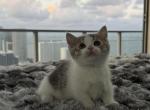 Mickey - Munchkin Kitten For Sale - 