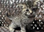 Cally - Domestic Kitten For Sale - 