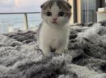 Armani - Munchkin Kitten For Sale - Miami&comma; FL&comma; US