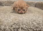 Roy - Exotic Kitten For Sale - Fair Oaks&comma; CA&comma; US