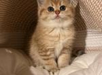 Ballerina - Scottish Straight Kitten For Sale - 