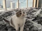 Opal - Scottish Fold Kitten For Sale - 