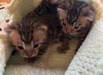 Sassys Prince and Princesses - Bengal Kitten For Sale - Arvada&comma; CO&comma; US