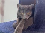 Smokey - Russian Blue Cat For Adoption - Monticello&comma; WI&comma; US