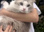 Cookie - Ragdoll Cat For Sale - Huntington Beach&comma; CA&comma; US